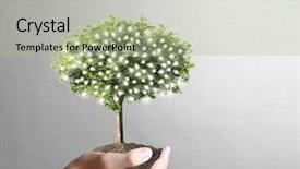  Presentation with plant roots - Slide set featuring small tree plant background and a  colored foreground