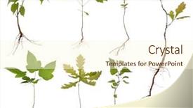  Presentation with tree and roots - Slide set enhanced with small trees with roots isolated background and a cream colored foreground
