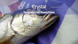  Presentation with trout - Cool new PPT layouts with father son fly fishing - small trout on a newspaper backdrop and a ocean colored foreground