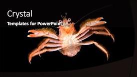  Presentation with currents - Slide deck having small-tuna-crab-brought background and a black colored foreground