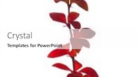  Presentation with autumn leaves - Presentation theme having small-twig-with-red-autumn background and a white colored foreground