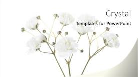  Presentation with white flowers of jasmine - Colorful slide set enhanced with small-twigs-with-flowers backdrop and a white colored foreground