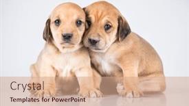  Presentation with dogs - 