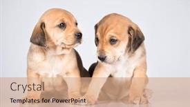  Presentation with dogs - 