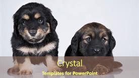  Presentation with dogs - 