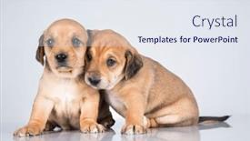  Presentation with dogs - 