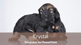  Presentation with dogs - 