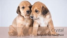  Presentation with dogs - 