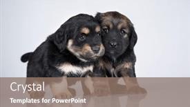  Presentation with dogs - 