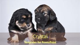  Presentation with dogs - 