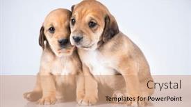  Presentation with dogs - 