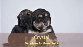  Presentation with dogs - 