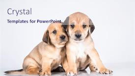  Presentation with dogs - 