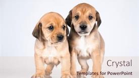  Presentation with dogs - 