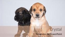  Presentation with dogs - 
