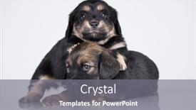  Presentation with dogs - 