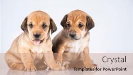  Presentation with dogs - 