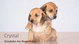  Presentation with dogs - 