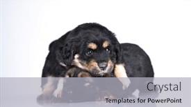  Presentation with dogs - 