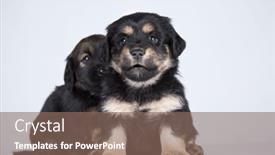  Presentation with dogs - 