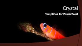  Presentation with vibrant blue - Audience pleasing PPT theme consisting of small-vibrant-blue-banded-catalina backdrop and a black colored foreground