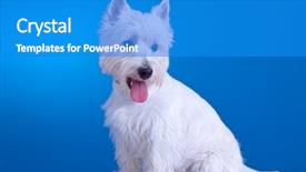  Presentation with mouth - Beautiful slides featuring small westie with mouth open backdrop and a teal colored foreground