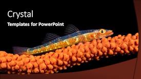  Presentation with coral - Slide set consisting of small-whip-coral-lives background and a black colored foreground