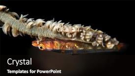  Presentation with coral - Audience pleasing PPT theme consisting of small-whip-coral-lives backdrop and a wine colored foreground