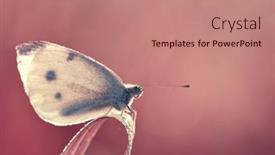  Presentation with butterfly - Slide deck having small-white-butterfly-genus-pieridae background and a coral colored foreground