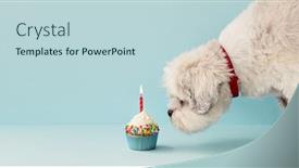  Presentation with birthday - Audience pleasing slides consisting of small-white-dog-and-birthday backdrop and a lemonade colored foreground