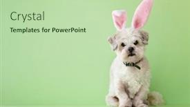  Presentation with easter - Audience pleasing presentation consisting of small-white-dog-dressed-up backdrop and a mint green colored foreground