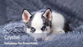  Presentation with lays - Presentation design enhanced with small-white-dog-puppy-breed background and a ocean colored foreground