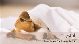  Presentation with dog park animal jack - Presentation design with small-white-dog-puppy-breed background and a coral colored foreground