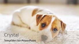  Presentation with lays - Slide set having small-white-dog-puppy-breed background and a soft green colored foreground