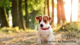  Presentation with old dog - Presentation theme featuring small-white-dog-puppy-breed background and a coral colored foreground