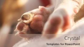  Presentation with puppy - Beautiful presentation design featuring small-white-dog-puppy-breed backdrop and a coral colored foreground