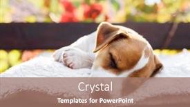  Presentation with puppy - Presentation theme with small-white-dog-puppy-breed background and a coral colored foreground