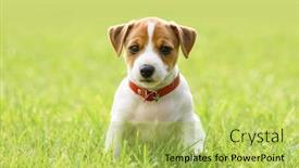  Presentation with green lawn - Colorful presentation enhanced with small-white-dog-puppy-breed backdrop and a yellow colored foreground