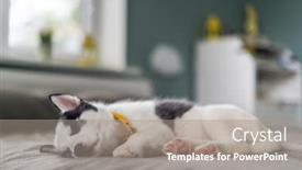  Presentation with husky - Presentation featuring small-white-dog-puppy-breed background and a gray colored foreground