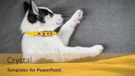  Presentation with blue eyes - Cool new presentation design with small-white-dog-puppy-breed backdrop and a yellow colored foreground