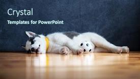  Presentation with lays - Presentation theme enhanced with small-white-dog-puppy-breed background and a ocean colored foreground