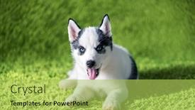  Presentation with lays - Amazing presentation having small-white-dog-puppy-breed backdrop and a yellow colored foreground