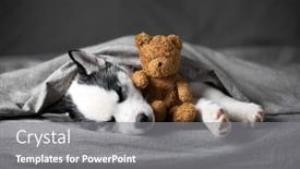  Presentation with blue eyes - Audience pleasing slide set consisting of small-white-dog-puppy-breed backdrop and a gray colored foreground