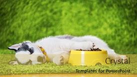  Presentation with pet food - Audience pleasing slide deck consisting of small-white-dog-puppy-breed backdrop and a yellow colored foreground