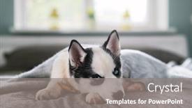  Presentation with husky - Amazing PPT theme having small-white-dog-puppy-breed backdrop and a gray colored foreground