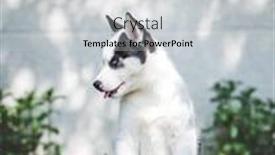  Presentation with pets - Slide set consisting of small-white-dog-puppy-breed background and a light gray colored foreground