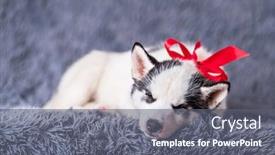  Presentation with red white grey - Beautiful slide deck featuring small-white-dog-puppy-breed backdrop and a gray colored foreground