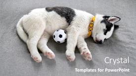  Presentation with lays - Beautiful PPT layouts featuring small-white-dog-puppy-breed backdrop and a gray colored foreground