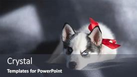  Presentation with red white grey - Colorful PPT theme enhanced with small-white-dog-puppy-breed backdrop and a dark gray colored foreground