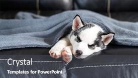  Presentation with husky - Cool new slides with small-white-dog-puppy-breed backdrop and a dark gray colored foreground